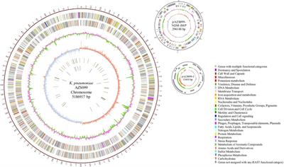 Coexistence of blaNDM-1 and blaIMP-4 in One Novel Hybrid Plasmid Confers Transferable Carbapenem Resistance in an ST20-K28 Klebsiella pneumoniae